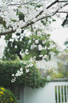 春天白樱花