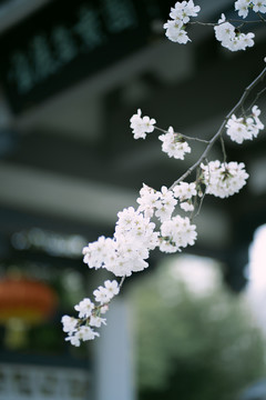 春天白樱花