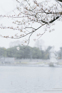 樱花树枝