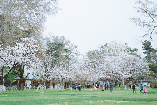 白樱花树林