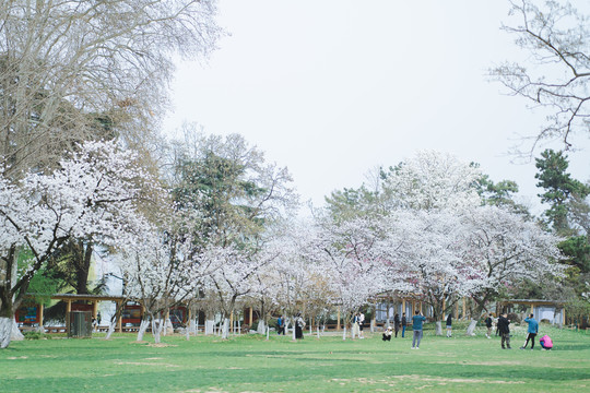 白櫻花樹林