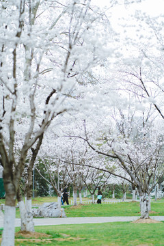 白樱花