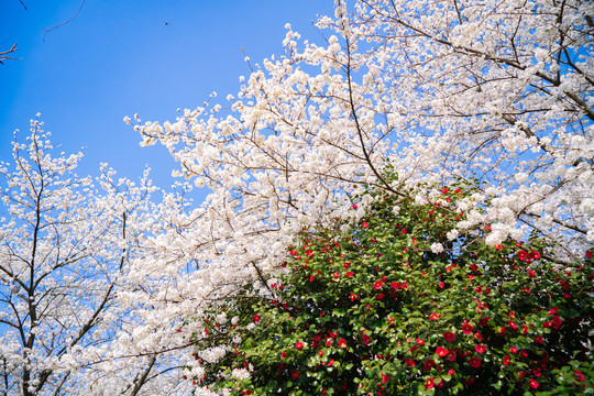 樱花林