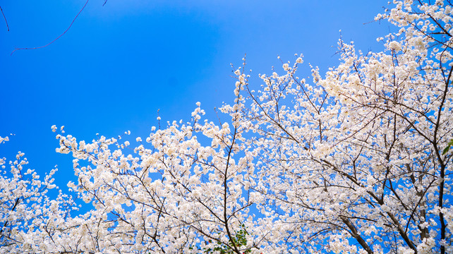 蓝天樱花树林