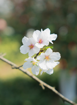 白色樱花特写