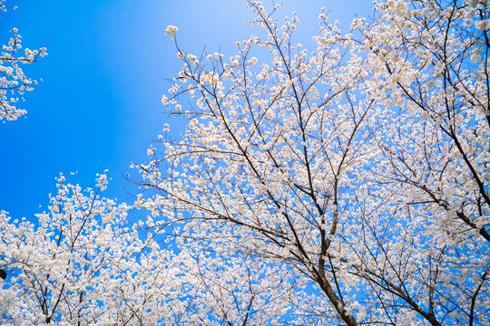 蓝天樱花树林