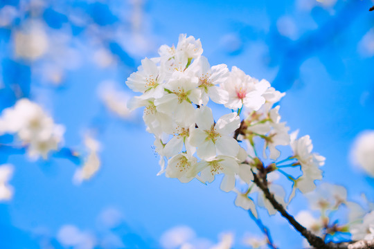 樱花蓝天