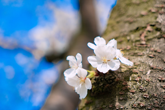 樱花特写