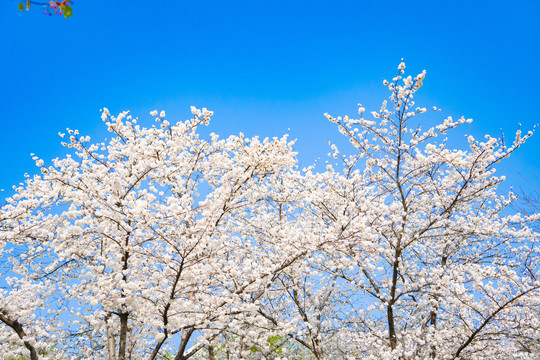 樱花树林