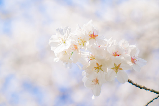 特写樱花白色