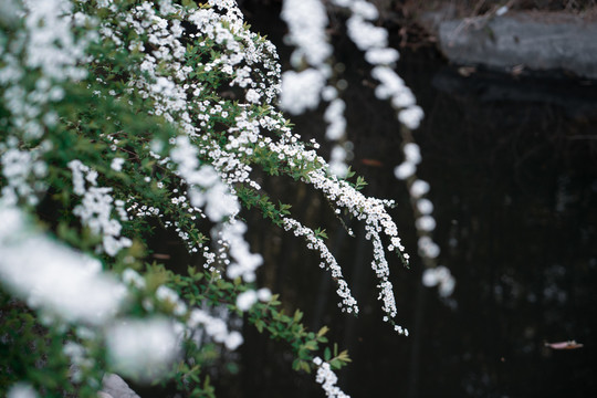 春天雪柳植物