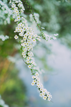 春夏雪柳植物