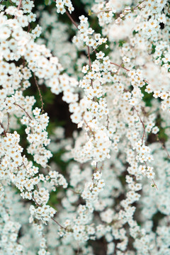 白色雪柳植物