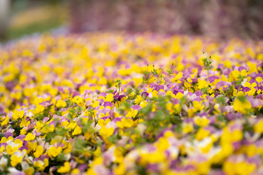 小黄花野花