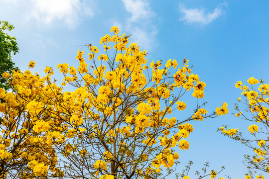 黃花風鈴