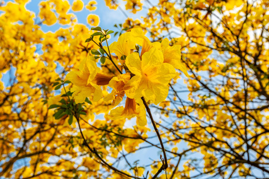 黄花风铃