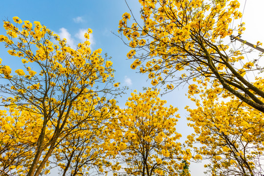 黄花风铃