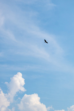蓝天白云下飞翔的飞鸟老鹰
