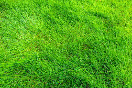 春天户外绿色小草草坪背景