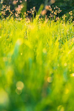 春天户外绿色小草草坪特写背景