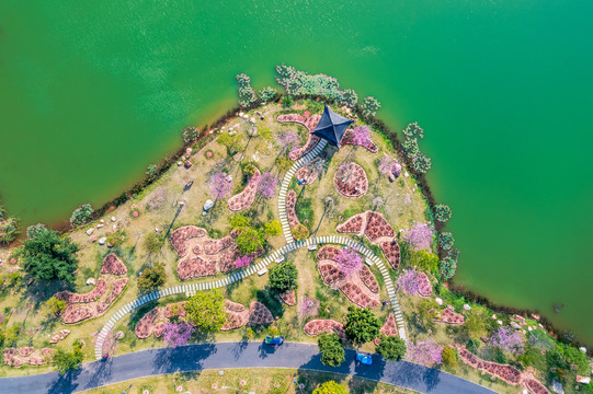 青秀山樱花