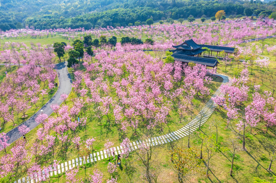 青秀山樱花