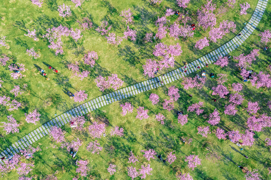 青秀山樱花