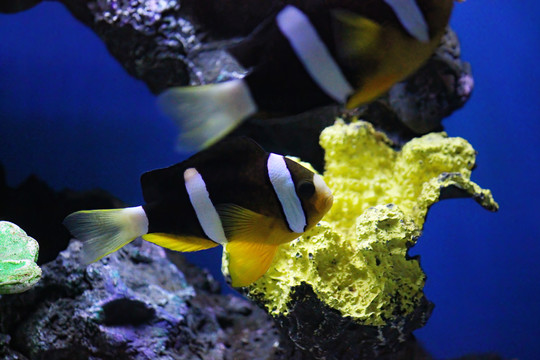 水族馆里的小丑鱼