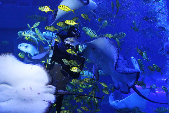 水族馆里的深海热带鱼