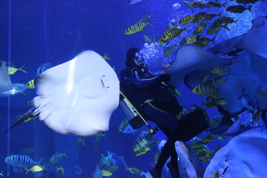 水族馆里的深海热带鱼