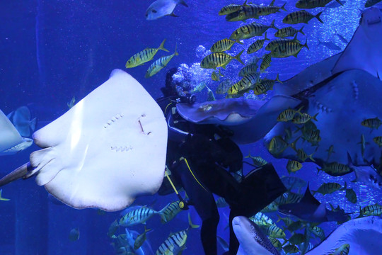 水族馆里的深海热带鱼