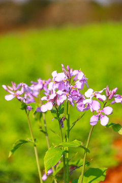 紫色油菜花