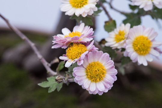 菊花花朵微距