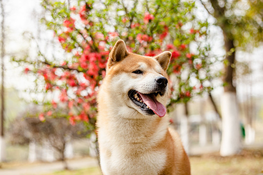 柴犬高清写真