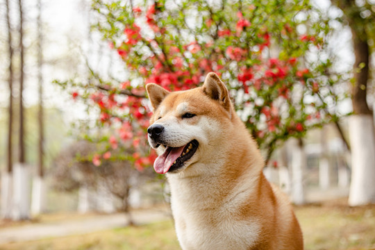 柴犬高清写真