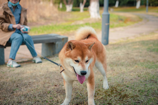 柴犬高清写真