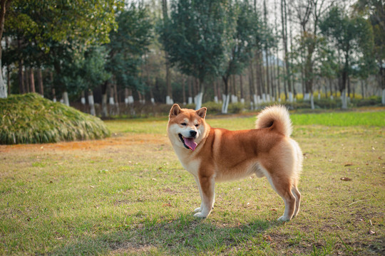 柴犬高清写真