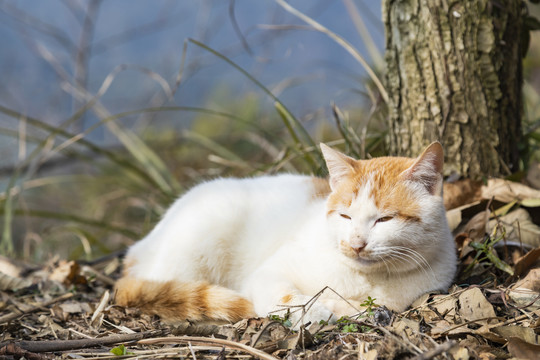 江西婺源篁岭景区的野猫