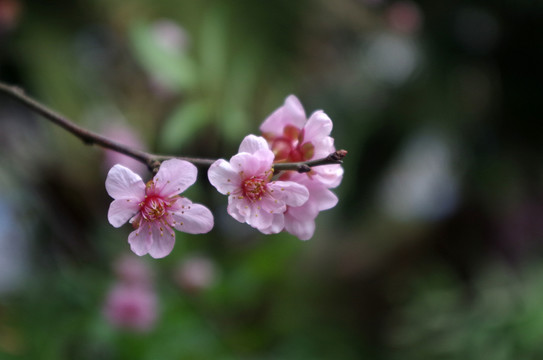 桃花