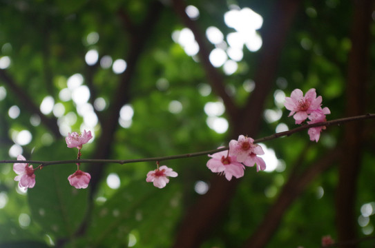 桃花