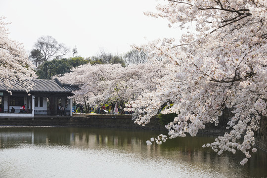 樱花季节