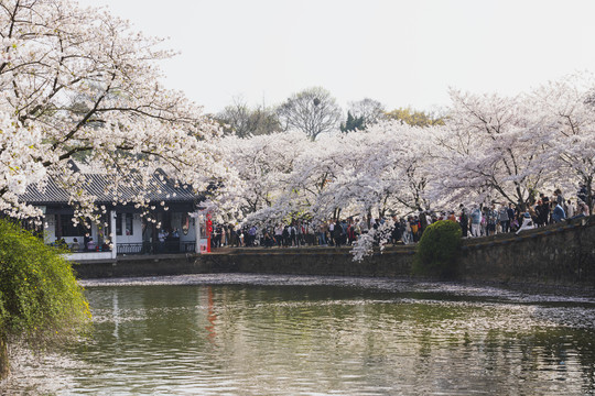 樱花季节