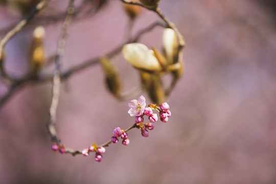 樱花季节