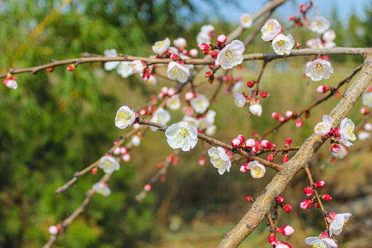 桃花