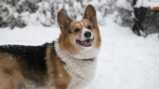 雪中的柯基犬