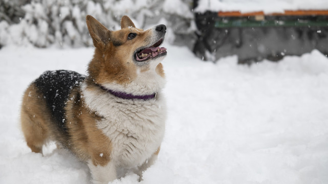 雪中的柯基犬