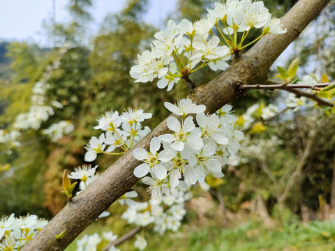 李花