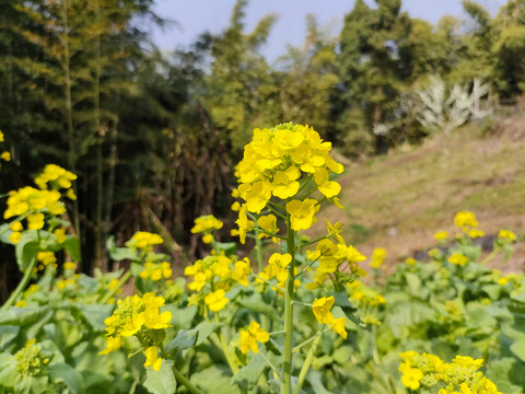 油菜花