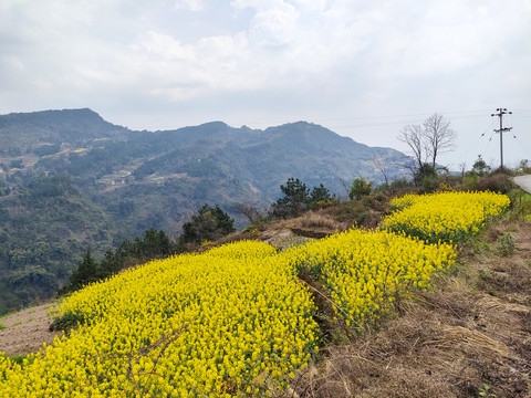 油菜花