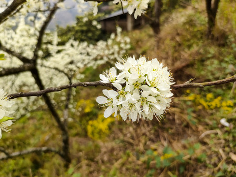 李花